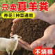 40 Jin Jin is equal to 0.5 kg. Pure sheep manure organic fertilizer for growing vegetables and flowers. Universal fermented chicken manure orchard nutrient soil. 19.9 Jin Jin is equal to 0.5 kg. No root burning, no insects and no smell. Inner Mongolia fermented pure sheep manure. 99 items left in the event.