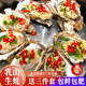 Shuhuang Rushan Oysters Fresh Large Seafood 5Jin Jin is equal to 0.5kg, net weight 4XL (9-13 pieces), only shipped directly from the source, free shipping