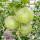 Shouhe Xinjiang Hami Melon Seeds Southern and Northern Early Maturing Super Sweet Xiangfei Reticulated Honeydew Melon Tokyo Crispy Treasure Melon Seeds 2g