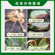 Syngenta Fluazimide Chinese Cabbage Clubroot Anthracnose Late Blight Red Spider Pesticide Acaricide Fungicide 200ml