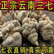 Ganyuetang Yunnan Wenshan CHUN SELECCIÓN SANQI 37 CABEZAS Class adicionales Auténtica Tianqi Auténtica Chunqi 20 Cabezas 30 Cabezas 10 cabezas (10 cabezas 500 g) Selección de puestos de canto canqi (deje un mensaje si necesita hacer polvo y porte))