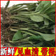 Fresh Jianxue herbal Chinese herbal medicine Jianxueqing Chinese herbal medicine sheep ear garlic good site wholesale seedlings potted plants fresh 4Jin Jin equal to 0.5kg simple packaging