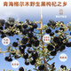 Minnong People Black Wolfberry Qinghai Qaida Wood Bouet Wild Fruit Black Wolfberry 250g Tonics est riche en anthocyanine