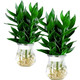 Green Intentional Guanyin Bamboo Rich Bamboo Hydroponic Plants Flowers with Roots Green Plants Pothos Indoor Potted Plants Transfer Bamboo Water for Good Growth 3 Guanyin Bamboo Trees with Roots (Simple Cup) + Nutrient Solution