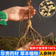 Changbai Mountain ginseng seeds, wild ginseng seeds, easy to grow Chinese medicinal materials in all seasons, easy to live indoor flower pots, ginseng seeds, shipped without buds, big sale, 3 bags selected, about 156 capsules