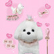 Mimiworld gourmand mignon animal de compagnie de pique-nique boîte de compagnie de compagnie de simulation de simulation maison fille jouet cadeau d'anniversaire chien maltais [habillage / corde de tirage peut courir]