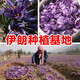 Pékin Tongrentang Gift Zangdikang Saffron Iranian Extra-classique Authentique méridien Saffron trempé dans l'eau et bu Boîte cadeau 3G5G