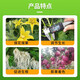 98% diacetate plant growth regulator DA-6 flower and fruit preserving foliar fertilizer pesticide Zheng's Chemical 1000g*5 bags