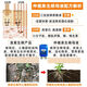 Zhongxiquan Rooting Mother Solution Breathable Rooting Agent Nutrient Solution Organic Fertilizer Fruit Trees Flowers Vegetables Rooting Strong Seedlings White Genduoduo 50Jin Jin is equal to 0.5kg *2 barrels delivered to villages and towns