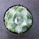Agave Family Series von Schnee, verheißungsvolle Kronbrokade fünf Farben und andere saftige Pflanzen Gartenpopfpflanzen Maikele Ji Luanxue 12-15 cm