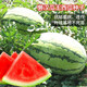 Lazy Man King Watermelon Seeds Large Watermelon Seeds Easy-to-Plant Fruits and Vegetables Seeds in Spring and Summer Fields Lazy Man King Watermelon Seeds 2 Packs About 60 Tablets