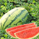 Lazy Man Watermelon, early maturing, stable yield, heat-resistant and drought-resistant, crispy and sweet, open-air garden courtyard original easy-to-grow melon seeds, Original Lazy Man Watermelon 100 capsules