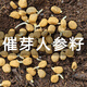 Changbai Mountain ginseng seed planting potted Korean ginseng, wild ginseng, American ginseng, and ginseng seedlings, potted red ginseng seeds 1g 50 germination seeds