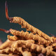 
QOMO Tibet Nagqu Cordyceps sinensis High-altitude Dried Cordyceps Wild Cordyceps Natural Growth Nagqu Cordyceps Gift Box Gift Box Gift Box Gift Box 3-4 Rods/g 10g (35-40 Rods)