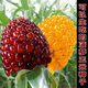 Super sweet fruit pineapple corn seeds wholesale pineapple corn sweet waxy corn seeds Wenwan field seasonal vegetables strawberry corn 50 grains Wenwan corn seeds