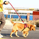 Hanhan Pet Dog Rope Dog Chain Collar Harness Medium and Large Dog Explosion-proof Dog Leash Golden Retriever Dog Chain Dog Walking Rope Red and Black Three-piece Set L Size Suitable for 38-68 Jin Jin is equal to 0.5 kg
