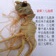 Notoginseng de panax frais Sélection du Yunnan Wenshan Panax notoginseng avec des racines Champs Freshs Wine Schec 250g 500g [Cinq ans Sélection de panax frais notoginseng] 4 Total 500g