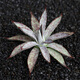 Die fünffarbige Agave glückverheißende Krone der Goldenen Leech Prinzessin Thunder Sukkulente Pflanzenkombination Potted Saizhixe Einzelhoch