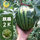 Fengming Yashi early-maturing four-season watermelon seeds thin-skin gift hybrid watermelon seeds Kirin 2K watermelon seeds 50 capsules