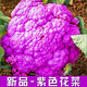 Broccoli seeds broccoli seeds loose cauliflower seeds cauliflower green cauliflower seeds four seasons vegetables original purple cauliflower seeds 2 bags (about 200 grains