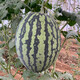 Zhongke Maohua melon and fruit seeds Jinmei 4K watermelon seeds with flower skin, red flesh, oval skin, thin toughness, resistant to storage and transportation, easy to make fruit Jinmei 4K-100 capsules