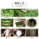 琛牌水仙茶饼茶叶福建龙岩乌龙茶高山新茶浓香型兰香250g盒装正宗原产