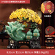 The source of gifts, treasure jade cabbage ornaments, golden toad crafts, store housewarming and opening gifts, home living room wine cabinet decorations, 14-inch blue ice, blessing and wealth, long 31 width, 11 height 35CM