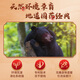 
Beijing Tongrentang Bear Bile Powder 0.1g*3 bottles Clear heat and calm the liver and improve eyesight, convulsions, convulsions, sore throat, and pain externally treat eyes, redness, swelling and pain, Chinese wildlife management special label Golden Bile Powder nourishes the liver