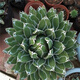Agave Family Series von Schnee, verheißungsvolle Kronbrokade fünf Farben und andere saftige Pflanzen Gartenpopfpflanzen Maikele Ji Luanxue 12-15 cm