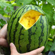 Shouhe fruit seeds early spring ruby gift watermelon 2k small watermelon thin skin sweet spring planting balcony potted plant Shouhe Weifeng series Xiaofeng watermelon seeds 15 capsules