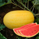 Long-cultivation, early-maturing Golden Beauty watermelon seeds, southern spring and four seasons yellow-skinned, red-fleshed watermelon seeds, balcony potted fruit seeds, Golden Beauty Watermelon 1g