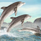 [70% neu] Dise Marine Animals Delphin Model Toys Jungen und Mädchen Marine World Early Education Cognition Kinder simulierte Tierspielzeugdolphin14699/14808