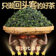 芯轩安溪铁观音特级茶叶礼盒2025新茶兰花香乌龙茶500g茶叶自己喝送礼 特级安溪铁观音两盒500g+礼品袋
