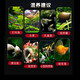 Yunfeng Hairui tropical fish Ornamental fish Small ornamental fish Zebrafish Live Tropical fish Live Small fish Live fish 10 red zebrafish