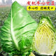 Chunfeng Extra Large Beef Heart Cabbage Seeds Cabbage Seeds Lotus White Cabbage Cold-resistant Spring and Autumn Four Seasons Vegetable Seeds Company Original Approximately 285 capsules per bag