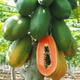 Papaya seeds Hainan red heart papaya rock sugar papaya papaya seeds balcony courtyard potted fruits and vegetables for four seasons sowing papaya seeds 50 capsules