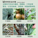 East Sichuan 45% lime sulfur mixture orchard garden whitening agent powdery mildew scale insect red spider mite relic rod rot disease Qingyuan Wu5 Baumedu pesticide acaricide fungicide 1000g 29% water agent
