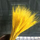 AIMAN natural wheat ears dried flower bouquet for new store opening barley gift living room pastoral decoration photography props 50 golden wheat ears