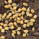 Changbai Mountain ginseng seed planting potted Korean ginseng, wild ginseng, American ginseng, and ginseng seedlings, potted red ginseng seeds 1g 50 germination seeds