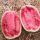 Jincheng No. 5 Sweet King Watermelon Seed Seed High Yield Black Jingxin Fruit Giant Extra Large Four Seasons Lazy Super Jincheng No. 5 100 capsules bag, really sweet, really big, really