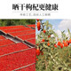 Ningxia zhongning rojo wolfberry auténtico aguas residuales wolfberry big gouqi big gránulos empapado té de té para hombres no contaminados y no sulfuros ningxia rojo wolfberry 500g