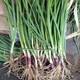 Purple-skinned onion seedlings, fruit red-skinned onion seedlings, four-season garden vegetable seedlings, 20 trial plantings, purple-skinned fruit onion seedlings, high-yielding king