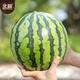Beishu watermelon seed seedlings rock sugar unicorn 8424 potted watermelon seeds rock sugar unicorn melon seeds about 150 pieces