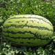 Beishu 8424 watermelon seeds, early maturing special melon fruit, no pruning, 50 pieces of lazy watermelon seeds