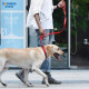 DOGNESS dog leash dog leash dog chain collar small and medium-sized dogs Teddy Corgi French Dou Pomeranian red M
