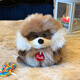 Trudi Raccoon кукол кулонный кулон.