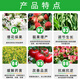 Guihe Brassinolide Plant Growth Regulator Fruit Tree Promotes Flowering and Fruit Protection 28 Table Gaoyuntai Pesticide Regulator 1000ml