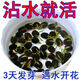 Bowl of lotus seeds, colorful hydroponic flowers, water-grown four-season lotus, lotus seeds, lotus root green water plants, mixed-color bowl of lotus seeds, budding when exposed to water, blooming in all seasons, 100% budding, 10 capsules, multi-color mixed, already opened