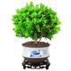 Xilin Garden Mailand -Blütenplants, Blumen und Pflanzen Innenblütensämlinge, in allen Jahreszeiten blühen und Luftbalkongrünen Pflanzen reinigen. Mailand + Sky Blue Pot 686 + Runde Paletten. Lieferung mit Töpfen