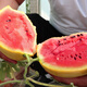 Long-cultivation, early-maturing Golden Beauty watermelon seeds, southern spring and four seasons yellow-skinned, red-fleshed watermelon seeds, balcony potted fruit seeds, Golden Beauty Watermelon 1g